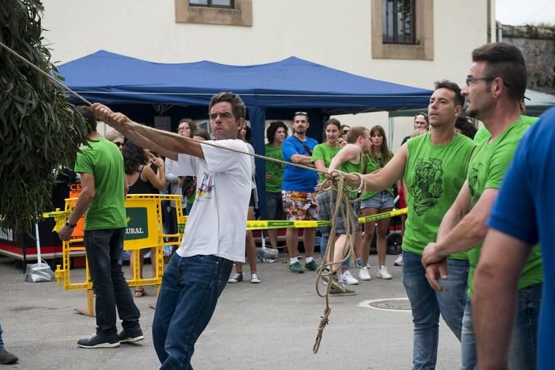 Celoriu planta su hoguera