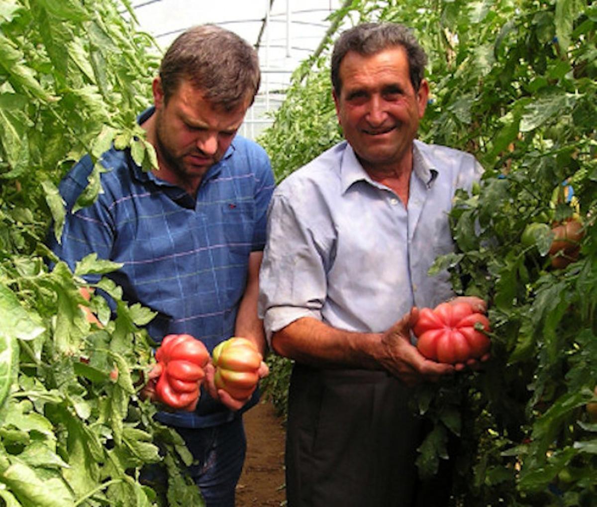 Joan i Esteve en un dels hivernacles que utilitza l'empresa.