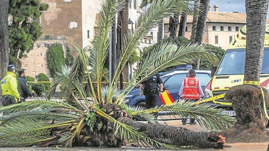 Fallece una mujer al caerle una palmera por el viento en Palma
