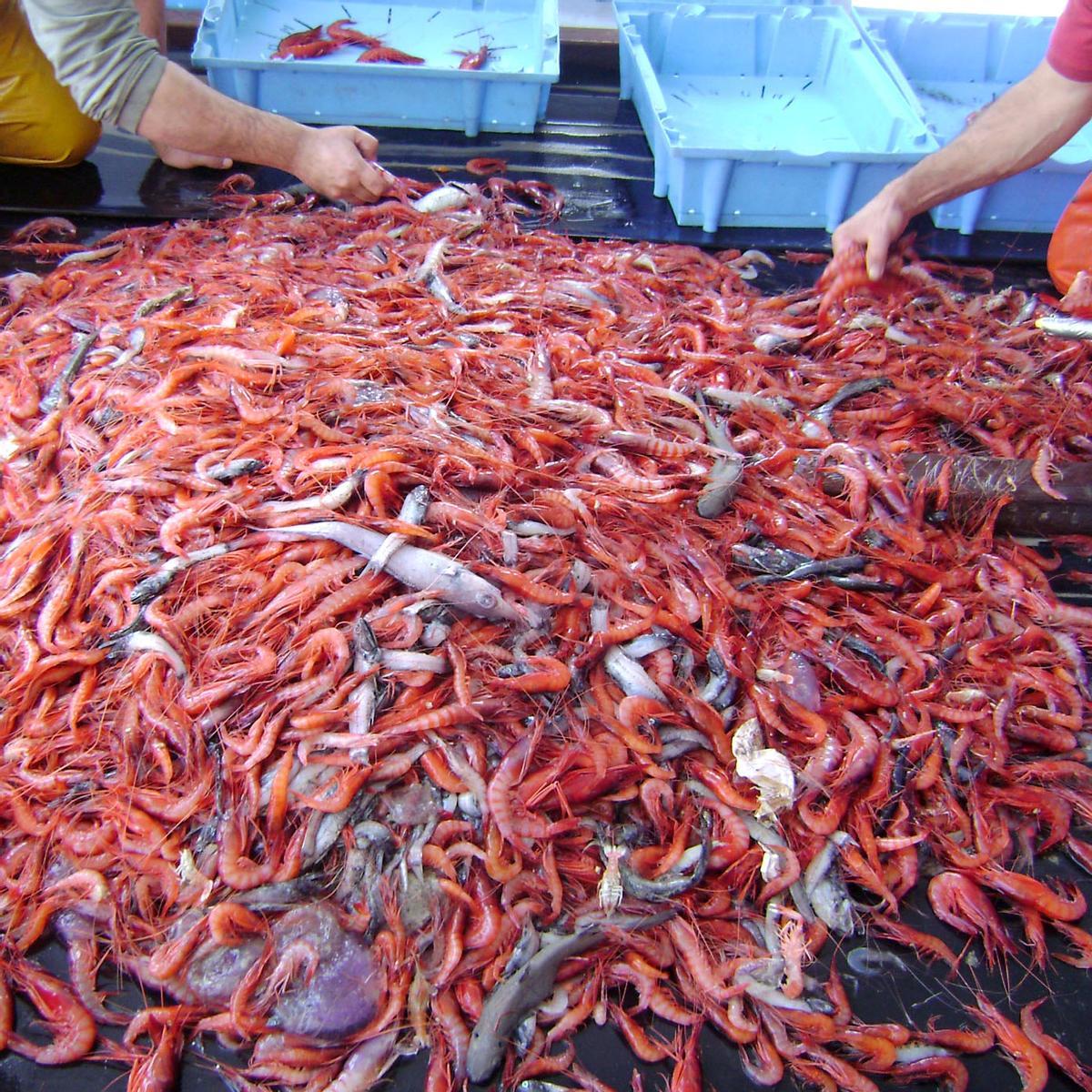 Gamba roja recién capturada, sobre la cubierta de una barca.