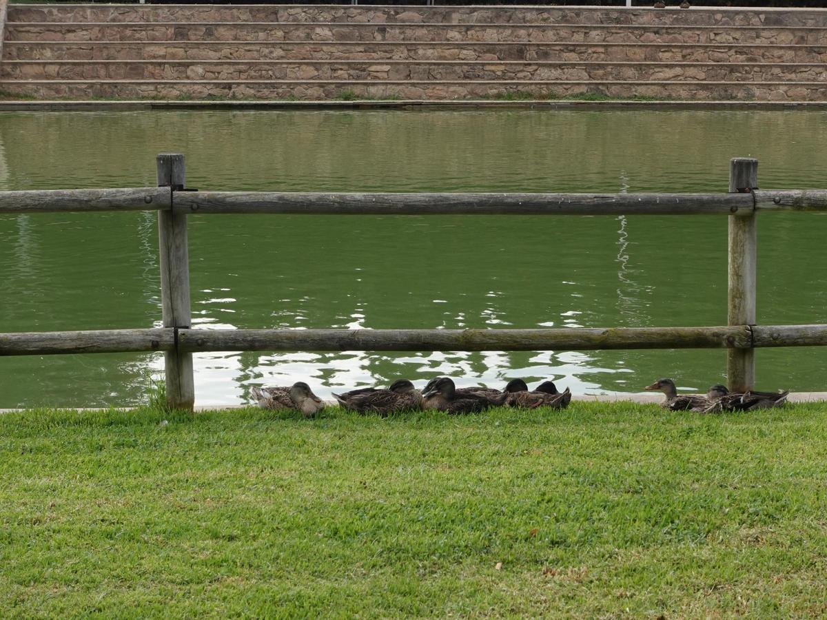 Un grupo de patos descansa sobre la hierba.