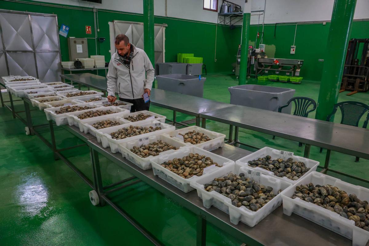 Venta de almeja en la lonja de Vilaxoán, donde ya factura Parquistas de Carril.