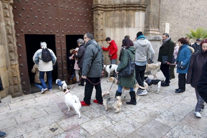 Celebración de San Antón, bendición de los animales