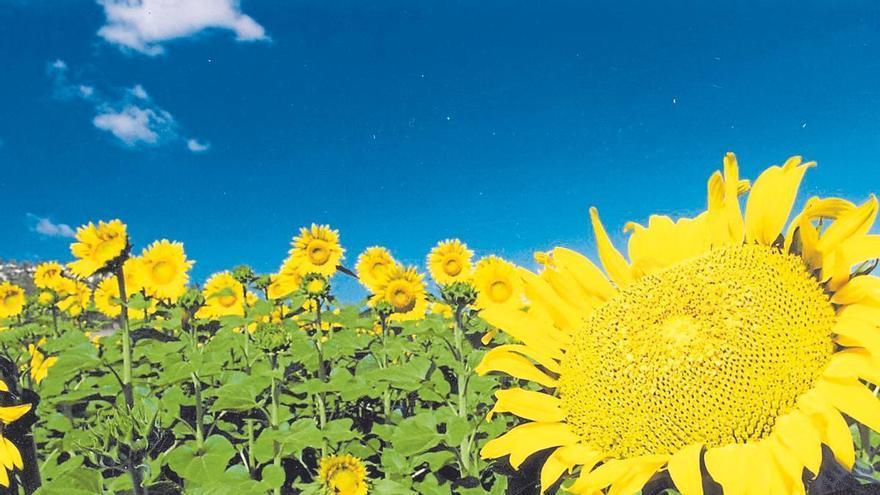 El girasol se adapta en Córdoba con variedades de ciclo corto por el retraso en la siembra