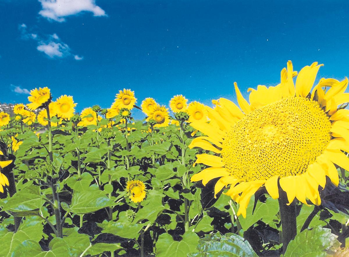 Un girasol en un campo cordobés.