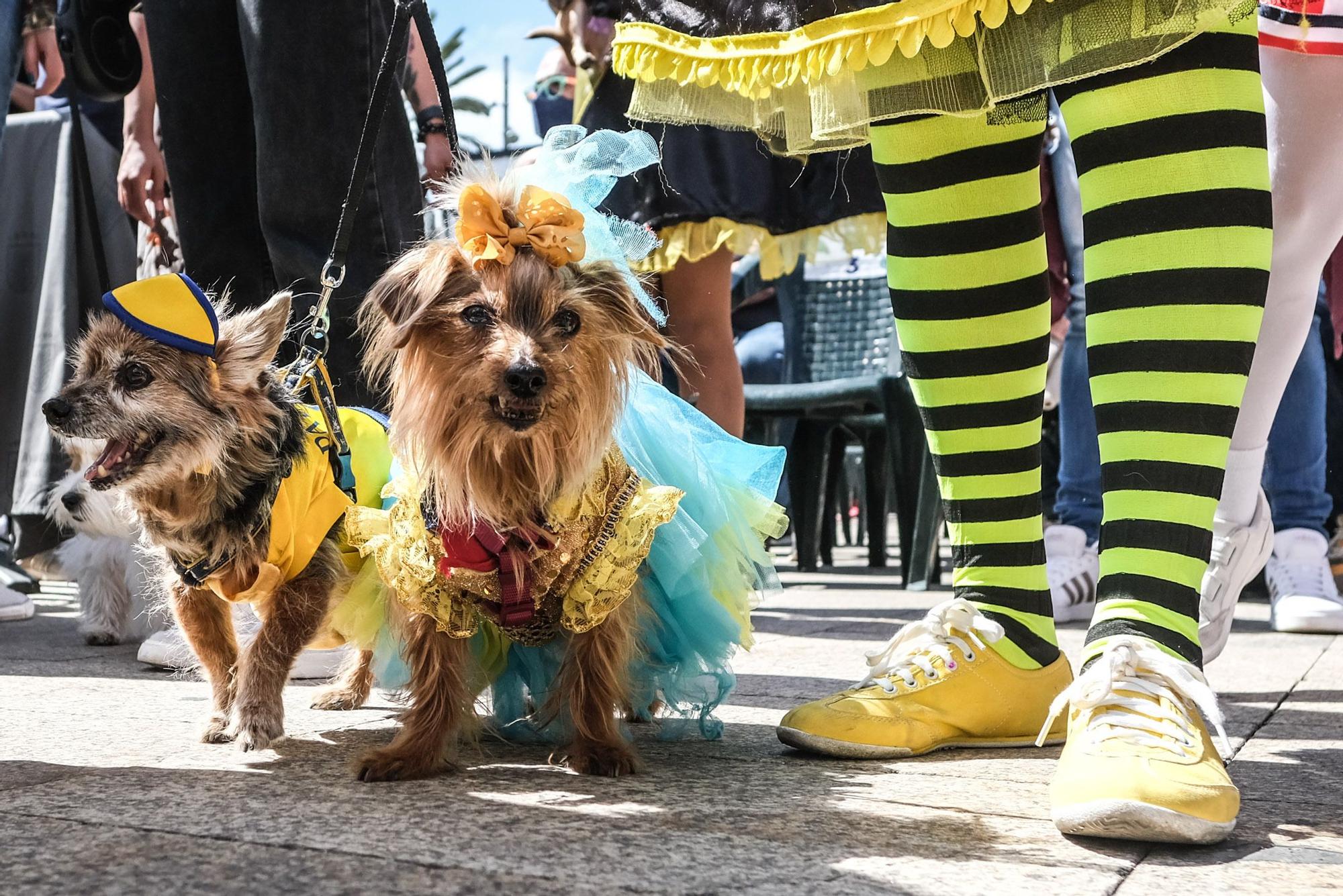 Carnaval Canino de Las Palmas 2022