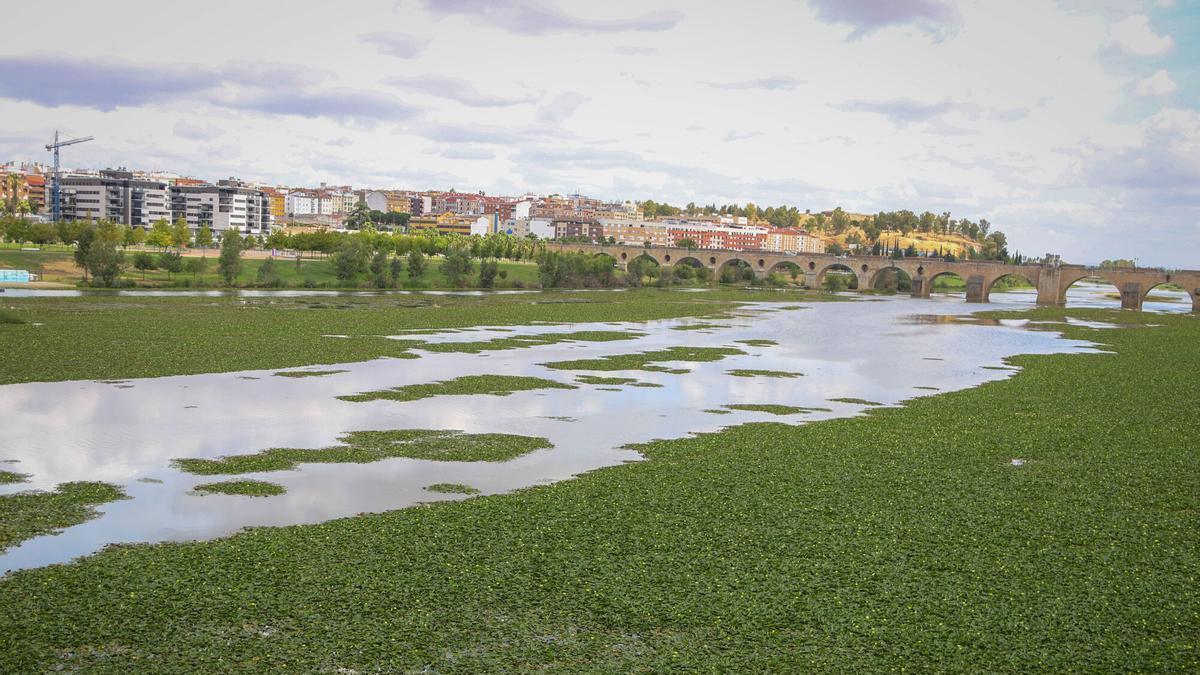 Nenúfar mexicano en el río Guadiana a su paso por Badajoz.