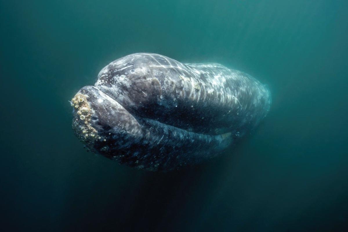 Ballenas grises, México