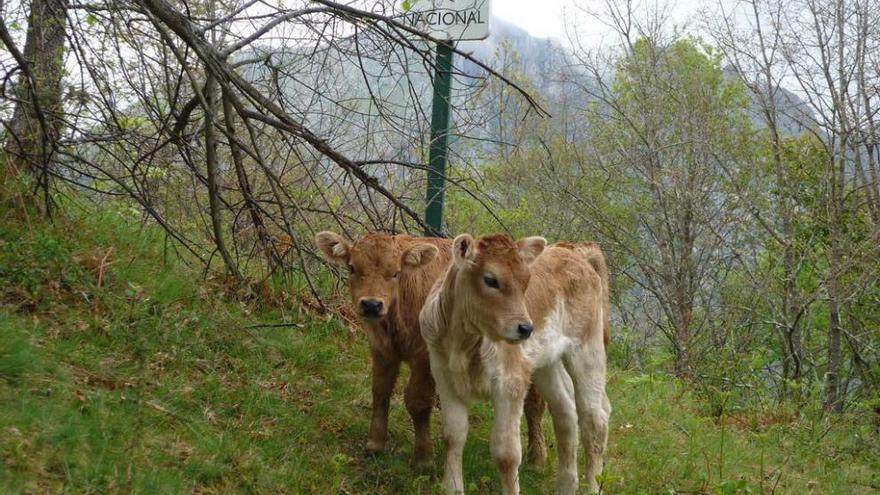 Cumpleaños del parque de los Picos de Europa entre críticas de los ganaderos