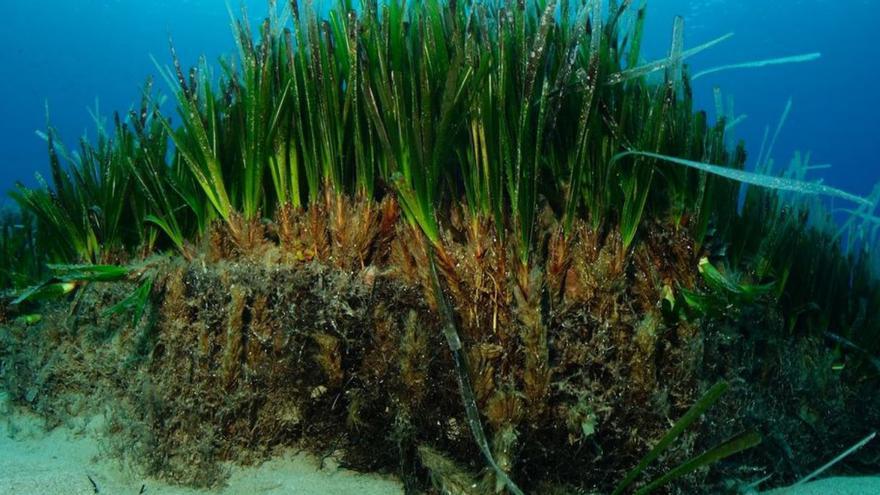 Científicos del Instituto Español de Oceanografía evalúan el estado de las praderas de algas de Balears