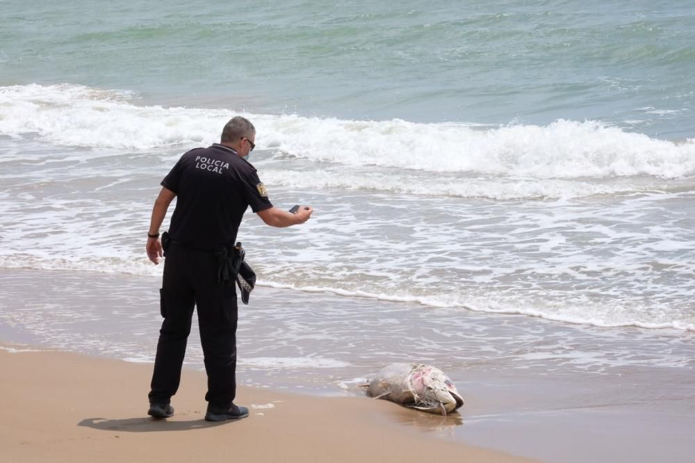 Aparece muerto un atún de unos 40 kilos en la orilla de la playa de El Pinet en Elche