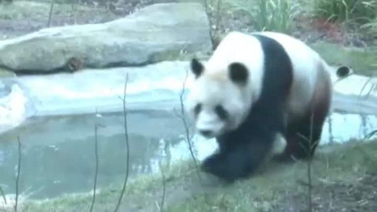Yang Guan, un panda gegant, es nega a l’aparellament.