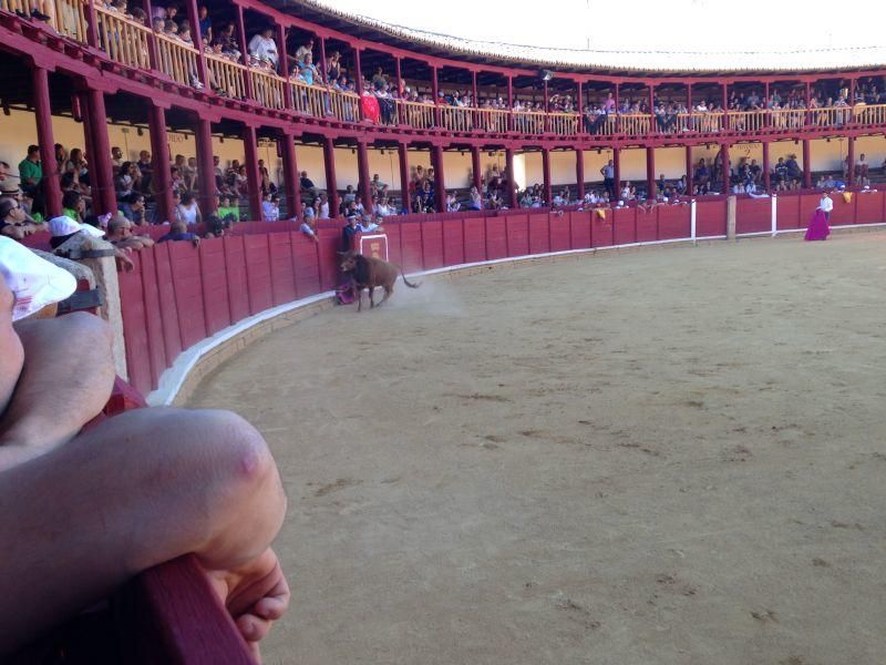 Fiestas en Toro | Becerrada de las peñas