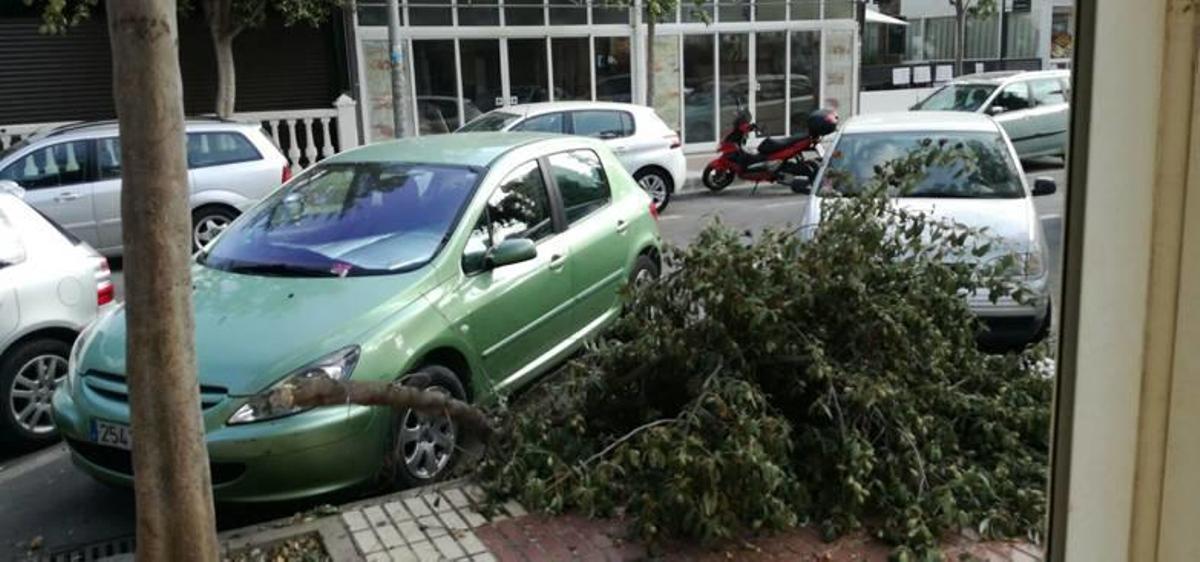 Rama que cayó de un árbol este miércoles en avenida Países Escandinavos. Hay quejas por la falta de poda.