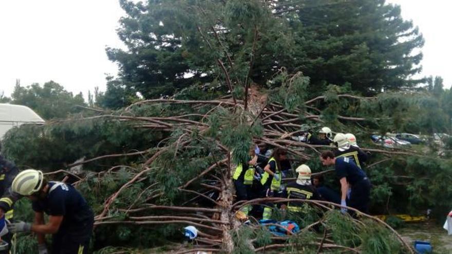 Seis heridos por la caída de un árbol en la Universidad de Navarra