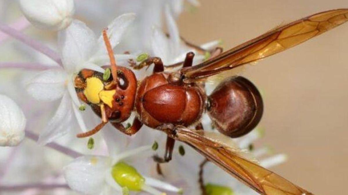 Esta es la peligrosa avispa asiática que se ha encontrado por primera vez en España en Andalucía