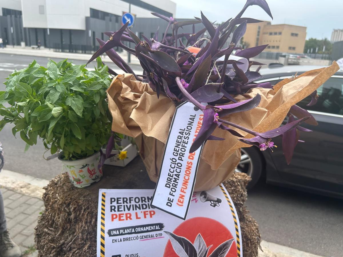 Imagen de la planta que han entregado en la Conselleria
