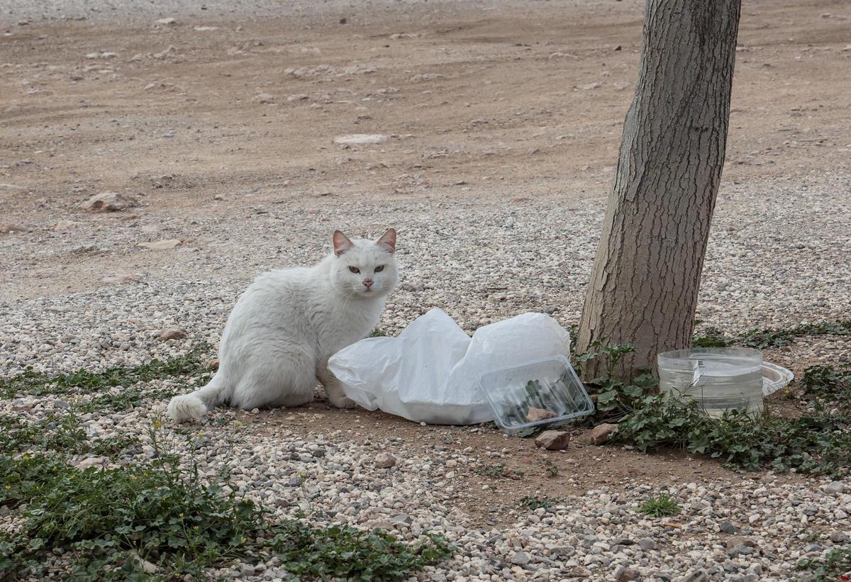Un gato blanco callejero, en una imagen de archivo