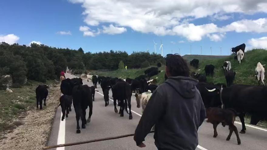 El espectáculo de la trashumancia, en imágenes