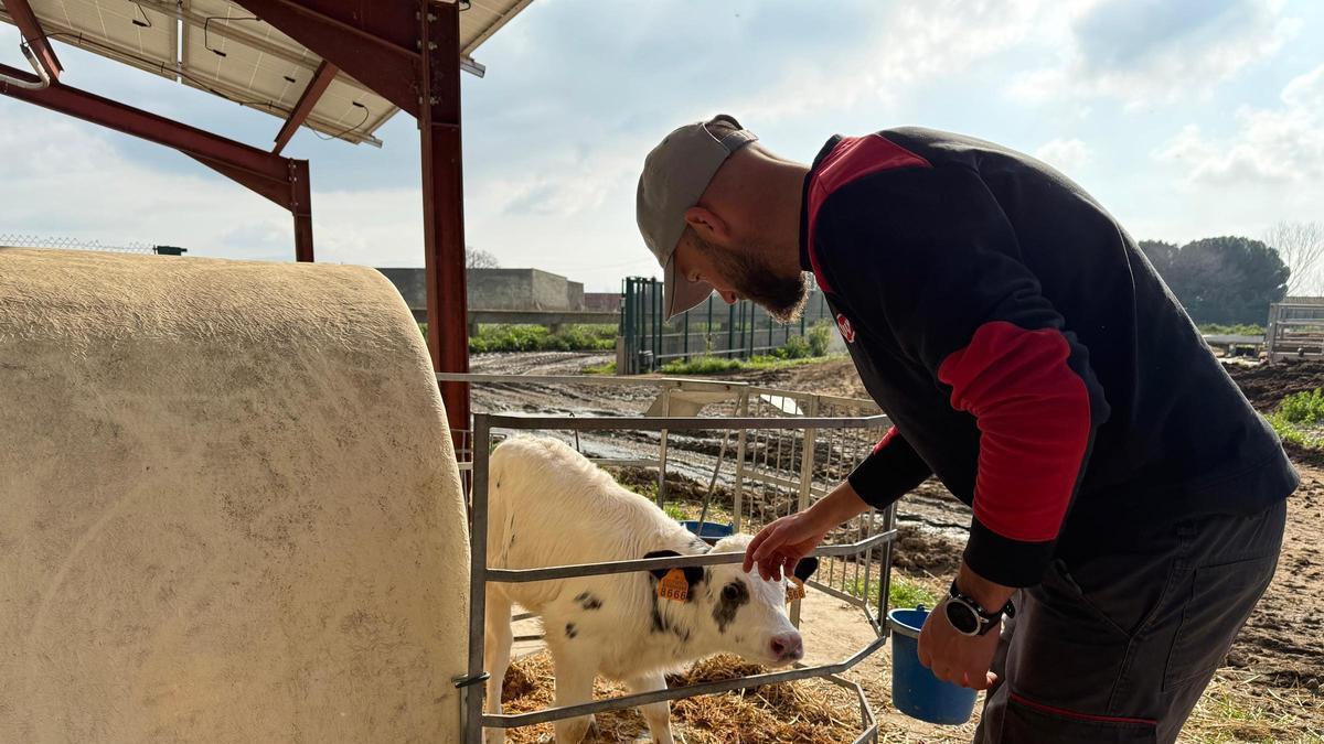 Vídeo: Els ramaders gironins es preparen per tornar a moure bestiar amb normalitat amb l'aixecament de restriccions per la dermatosi