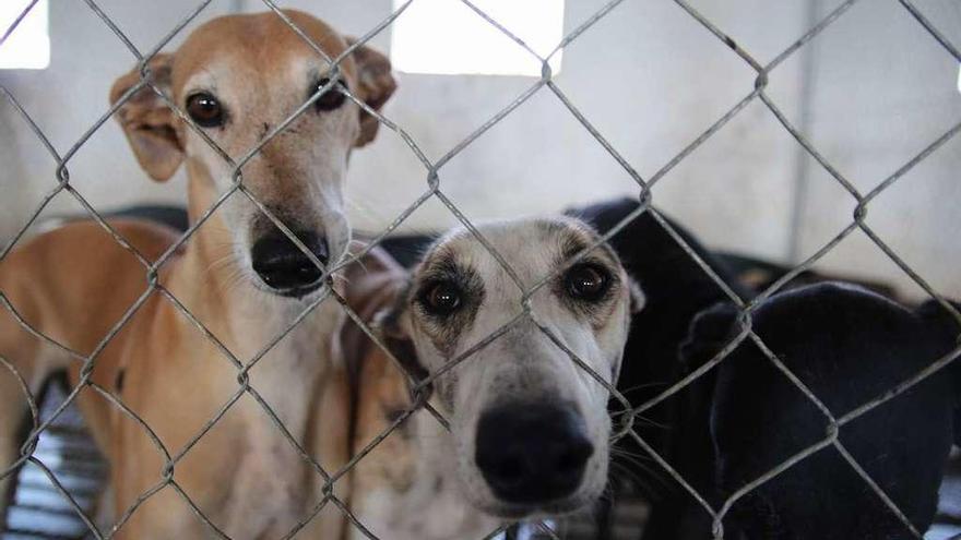 Varios perros, en una de las jaulas de la protectora en el polígono de Los Llanos.