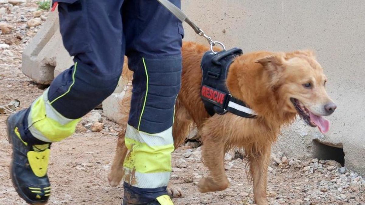 Incorporan perros rastreadores a la búsqueda del ciclista desaparecido