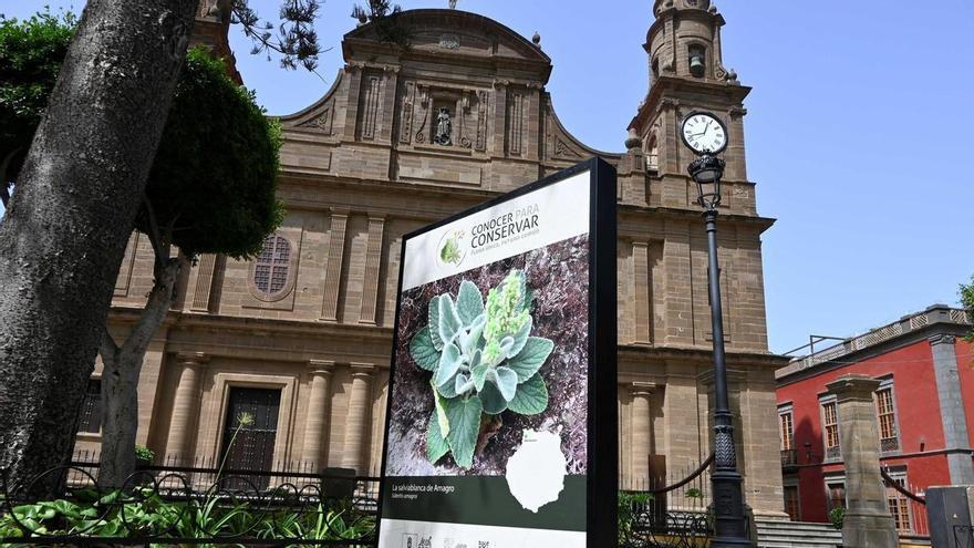 La campaña ‘Conocer para Conservar’ llega a Gáldar para divulgar el valor de la flora amenazada de Gran Canaria