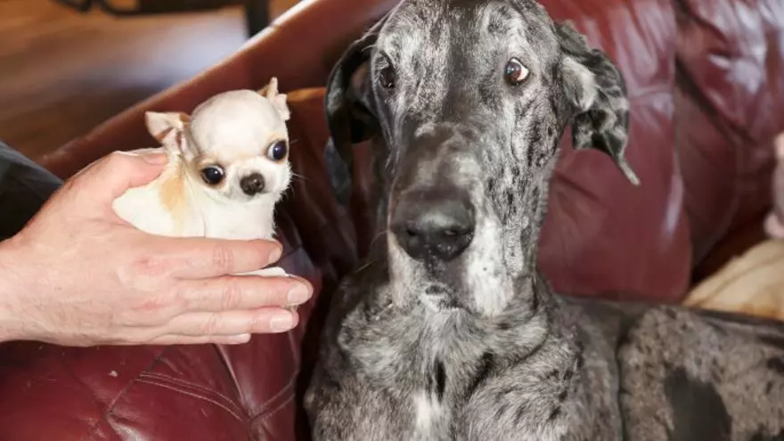 Encuentro histórico: el perro más grande y el más pequeño del mundo se conocen por primera vez