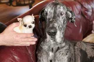 Encuentro histórico: el perro más grande y el más pequeño del mundo se conocen por primera vez