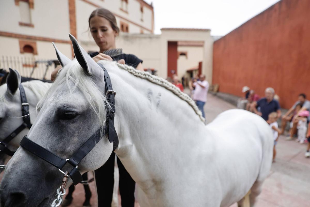 El Bibio, reportaje con los caballos de rejones. Cómo los preparan para la corrida El Bibio, reportaje con los caballos de rejones. Cómo los preparan para la corrida