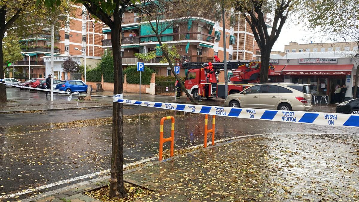 Bomberos y Policía trabajan para asegurar un árbol en la plaza de la Juventud.