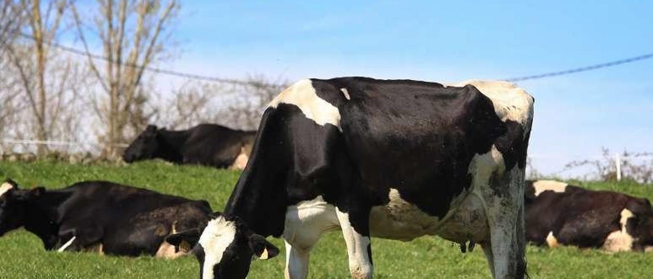 Vacas pastando en una granja de Rodeiro. // FdV