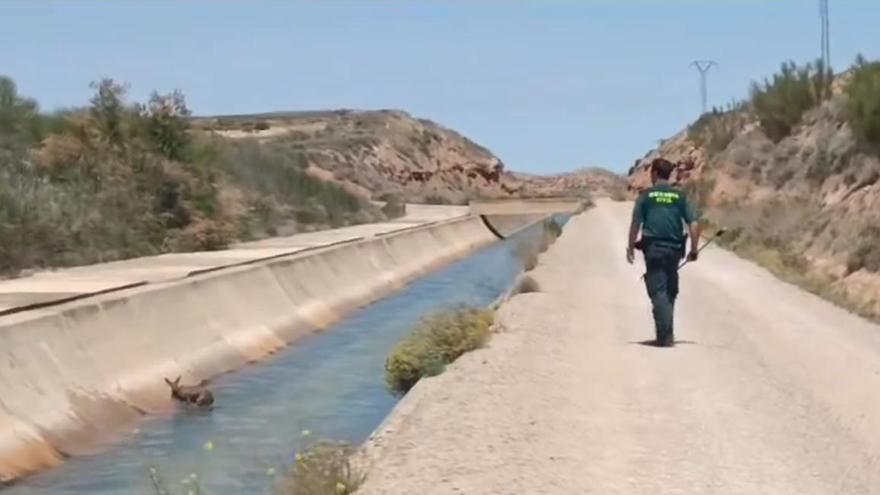 El emotivo rescate de la Guardia Civil de un cervatillo en Teruel