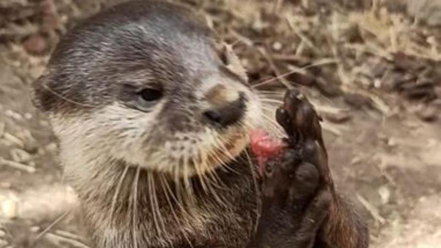 Kira, un ejemplar de nutria asiática de garra corta, llega a Sea Life Benalmádena