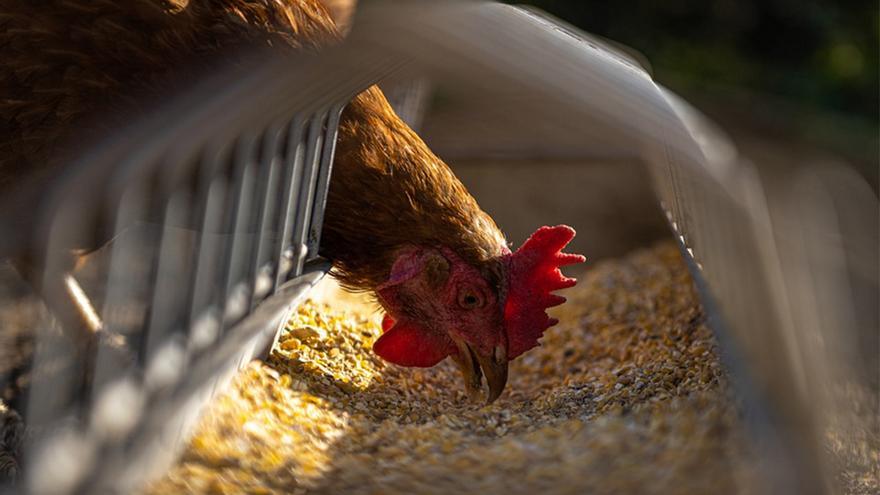 Detectan brotes de gripe aviar en tres granjas de Andalucía
