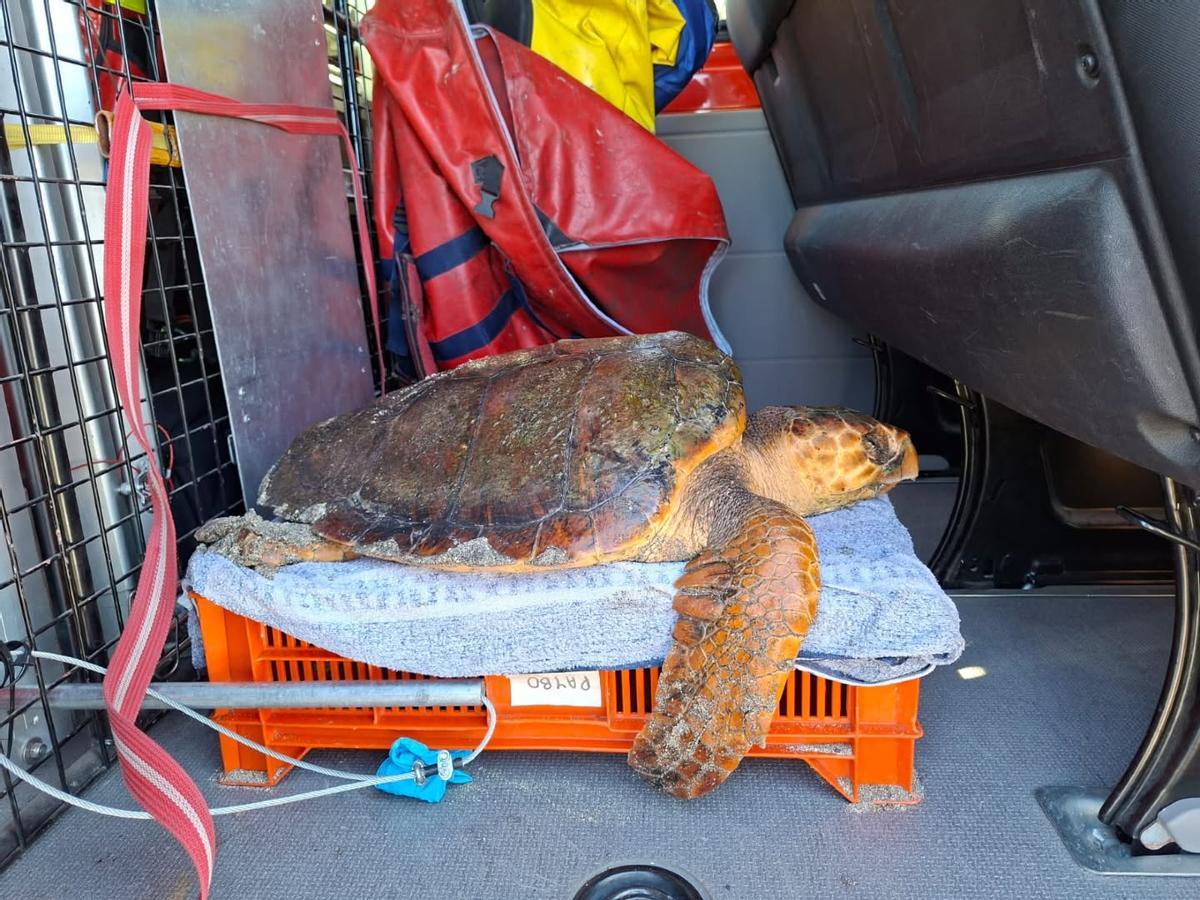 Rescatan una tortuga boba en Adeje