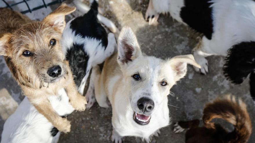 Vuelven a denunciar el abandono que sufre el albergue de animales