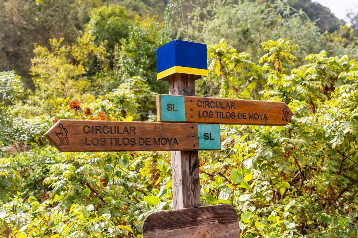 Reserva Natural Especial de los Tilos de Moya, Gran Canaria