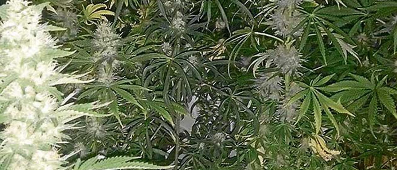 Una plantación de marihuana en el armario