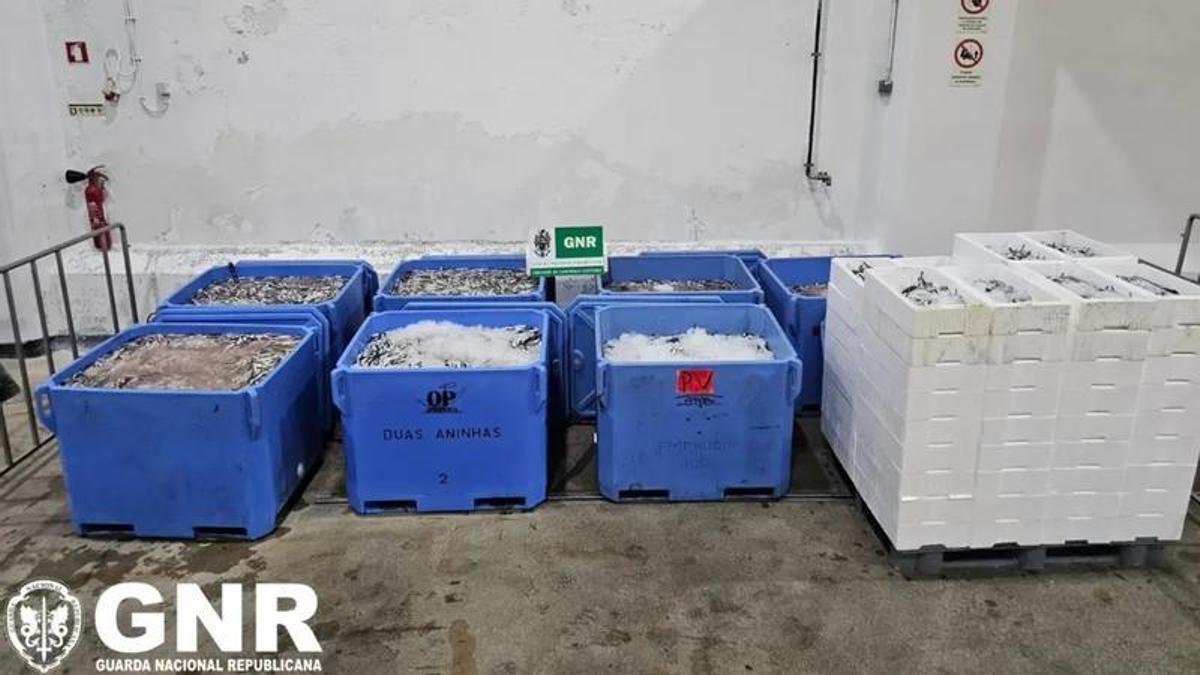 La sardina incautada en la lonja de Aveiro por parte de la GNR de Portugal.