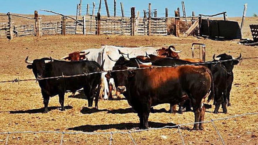 Toros y bueyes del espanto grande del día 8 en la dehesa.