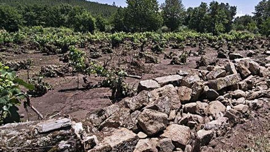 Viña afectada por las fuertes tormentas y las trombas de agua el verano pasado en Monterrei.