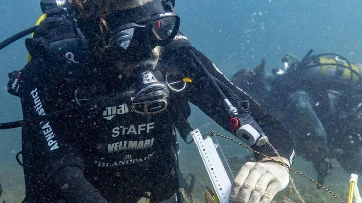 Siembra de posidonia en la Bahía de Talamanca