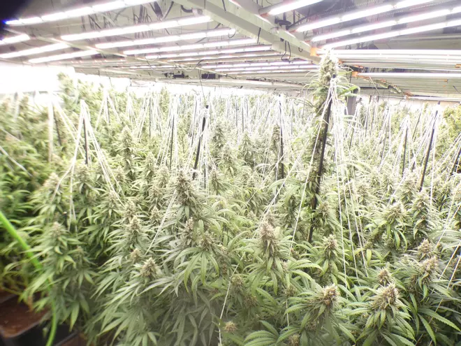 Descobreixen un cultiu de 500 plantes marihuana en una casa d'Espinelves