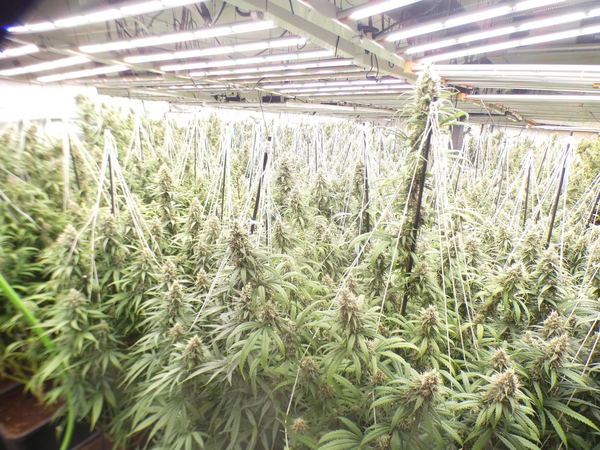Descobreixen un cultiu de 500 plantes marihuana en una casa d&#039;Espinelves