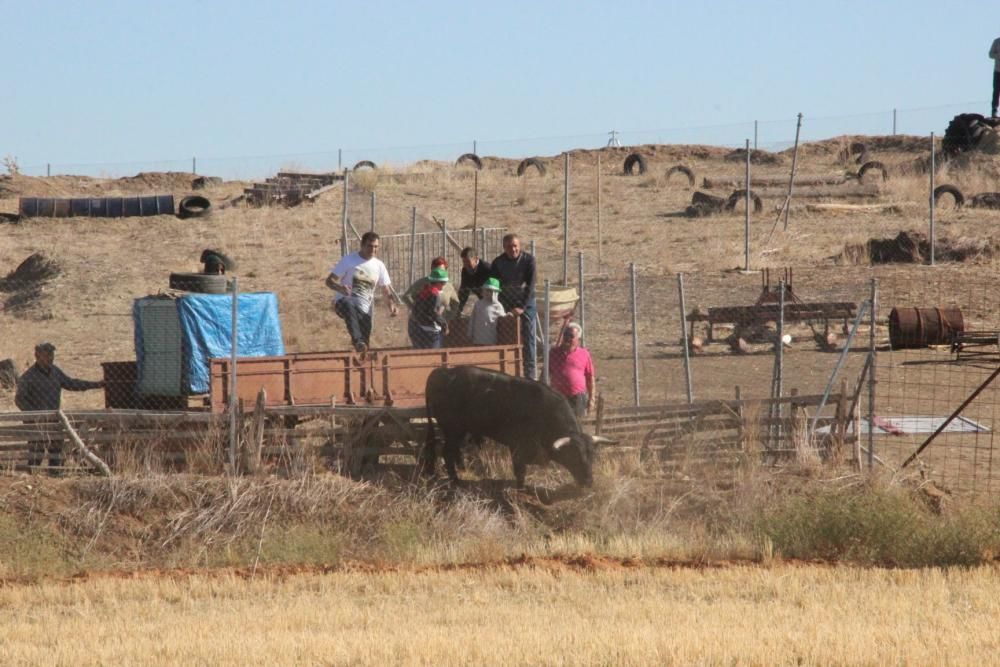 Encierro en Cañizal.