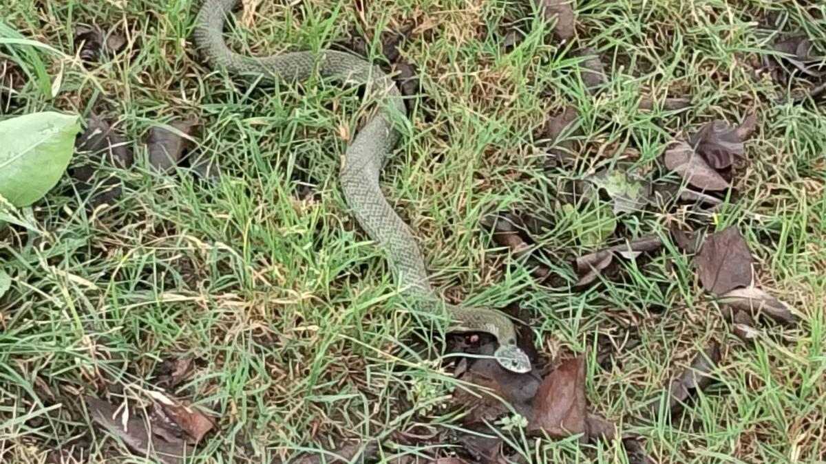 La serpiente encontrada en La Luz