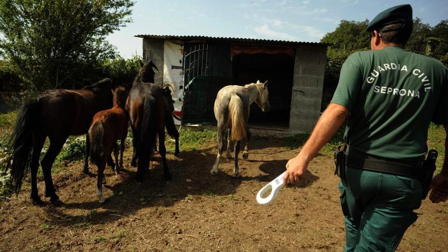 Los caballos de monte causan daños en los cultivos de Armenteira