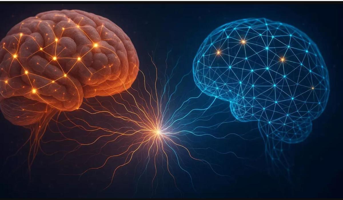 Un cerebro humano y una red neuronal artificial