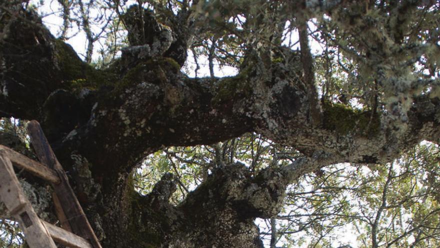 El apicultor Guillermo Díez retira de un árbol un nido de avispas.